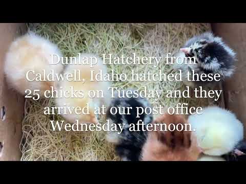 Dunlap Hatchery