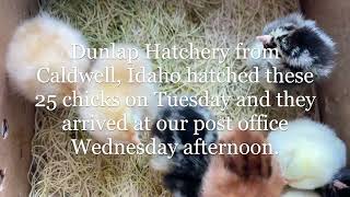 Our first time ordering chicks in the mail, here's what we think of Dunlap Hatchery!