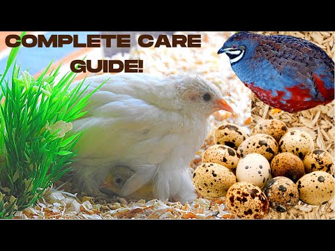 , title : 'THE ULTIMATE BUTTON QUAIL CARE GUIDE | How to Care for Quail Indoors | Keeping Quail as Pets 2020'