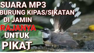Download lagu Suara Pikat Burung Kipasan Sikatan Gacor Ribut mp3