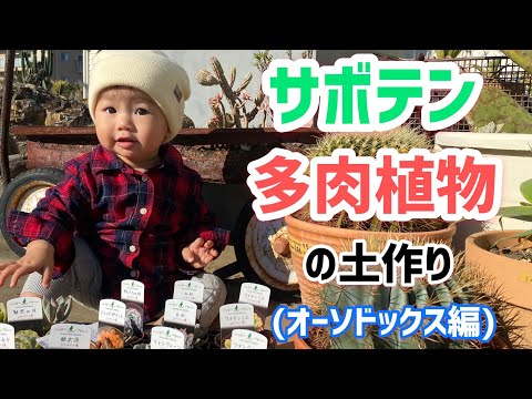 園芸 カンジダサボテン、気楽な多肉植物