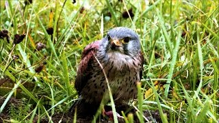 Resurrection - Ambient music