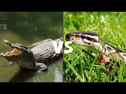 SaltWater Crocodile vs Reticulated Python - Who will win the fight?