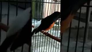 Download lagu murai batu raja tembak AK 47 nya bikin merinding mp3