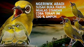 Download lagu 🔴  LIVE Terapi   Pancingan Pleci Supaya Gacor Buka Paruh Nembak Dan Nagen Saat Digantangkan mp3