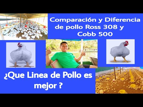, title : 'Comparación y diferencia de pollo Ross 308 y Cobb 500     Que linea de pollo es mejor ?? broilers'