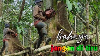 Download lagu jangan ikut'an bahaya/cara menebang pokok hutan/balak,dunia kayu mp3 Download lagu jangan ikut'an bahaya/cara menebang pokok hutan/balak,dunia kayu mp3