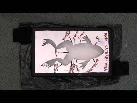 Rølvaag Open Advertisement