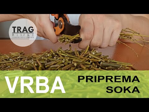 VRBIN SOK (lat. Salix) - PRIPREMA HORMONA RASTA ZA BILJKE