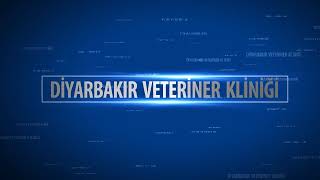 DİYARBAKIR VETERİNER KLİNİKLERİ - 1 - PETBULLS VETERİNER KLİNİĞİ