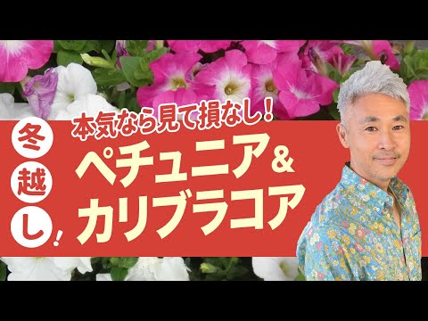植生 植物 バルコニーにシジュウカラを誘致する方法 好物 冬の餌箱 巣箱