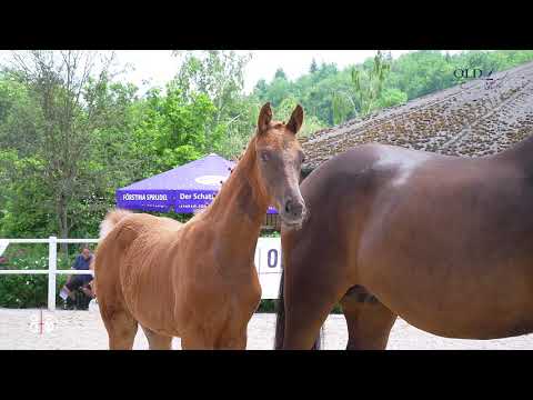 HF Veron v. Viva Gold x Finja (Fürstenball x Londonderry x Weltmeyer)