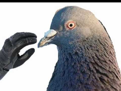 Giuseppe Masia - Piccione Maledetto