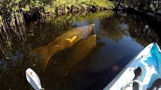 preview picture of video '2015 Bonita Springs Kayaking With Manatees'