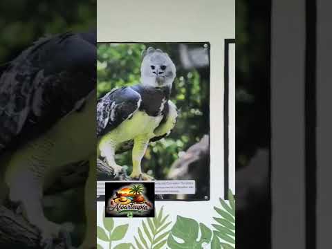 Un lugar donde el arte, la naturaleza y la historia cobran vida.Murales finca turística #turismo