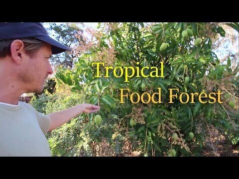 Incredible Food Forest at St Pete Ecovillage