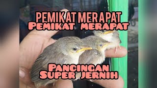 Download lagu Cigun Pikat || Suara piyikan ciblek gunung minta loloh Untuk Mikat Cigun mp3