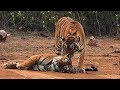 Courting Tigers Form a Tight Bond | Natural World: Return of The Tiger | BBC Earth