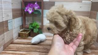 ハーフ犬の動画01