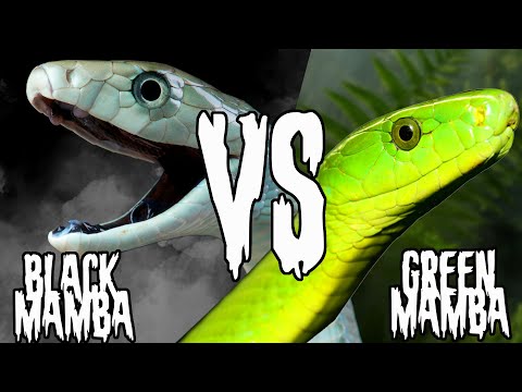 Which Mamba Reigns Supreme | Black Mamba VS Green Mamba