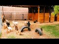 Baby Goats JUMPING PLAYING RUNNING FIGHTING