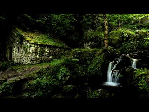 Sonidos de Grillos para Dormir Pensar Meditar Sonido Relajante 100% Real de la Naturaleza