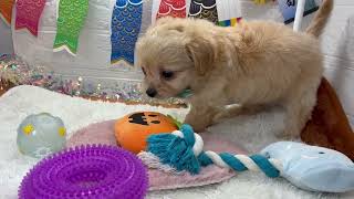 ハーフ犬の動画01