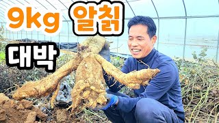 대물 알칡 9kg가 넘어 4월에 심어서