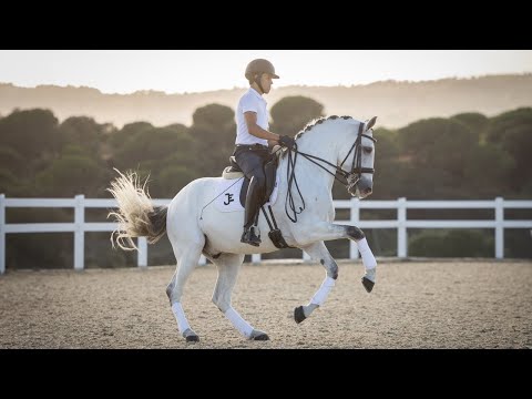 Horse for Sale |  Piro Free Lusitano Gelding - ready for Grand Prix Competition (REF#983)