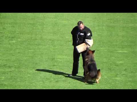 2021 SV BSZS TSB 1174 VA10 Zet vom Napte Emmer Eck