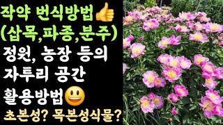 작약 번식방법 3가지???? 텃밭 및 정원 자투리공간 활용법 등