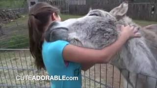Donkey loves his little girl