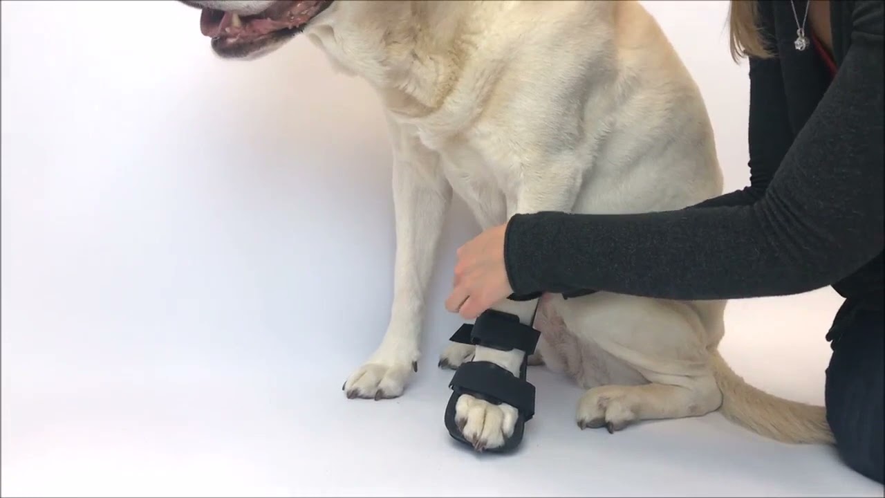 Cómo colocar la férula de pata delantera en perro