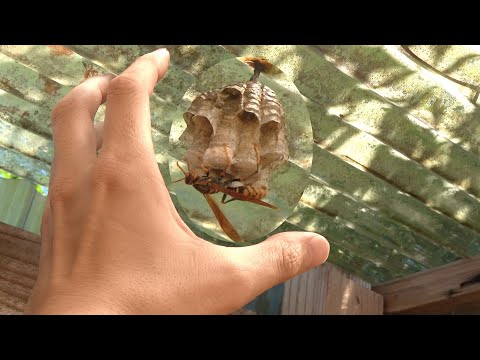 蜂蜜の木、蜂の木、十万の花の木、テトラジウム ダニエリイ