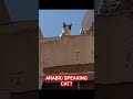 Arabic Speaking Cat