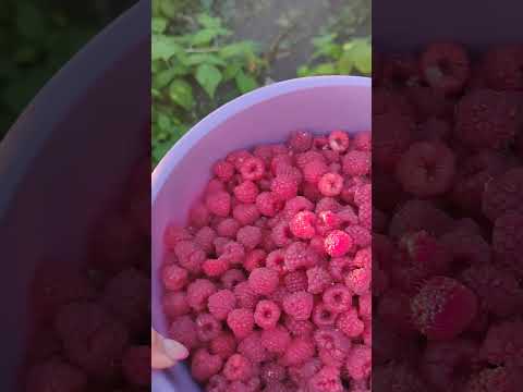 Собираю малинку. #лето2024 #9 #август #урожай #malina #raspberry #narvest #zummer #live