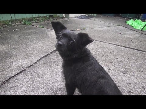 Normal Dog Vs. Persnickety Dog (Eating Treats)