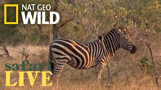 Safari Live - Day 171 | Nat Geo Wild by Nat Geo WILD