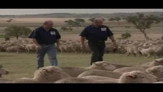 The Philippine Eagle | Animalia Episode 21