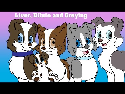 Dog Colour Genetics: Part 3 - Liver, Dilute and Greying