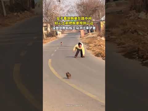 女子看到狗崽在路中間，好心上前把狗崽抱到一邊，沒想到狗媽媽立刻衝過來護崽