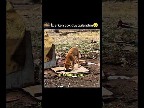 3 sene bağlı olan köpeğin özgürlüğü 🥰
