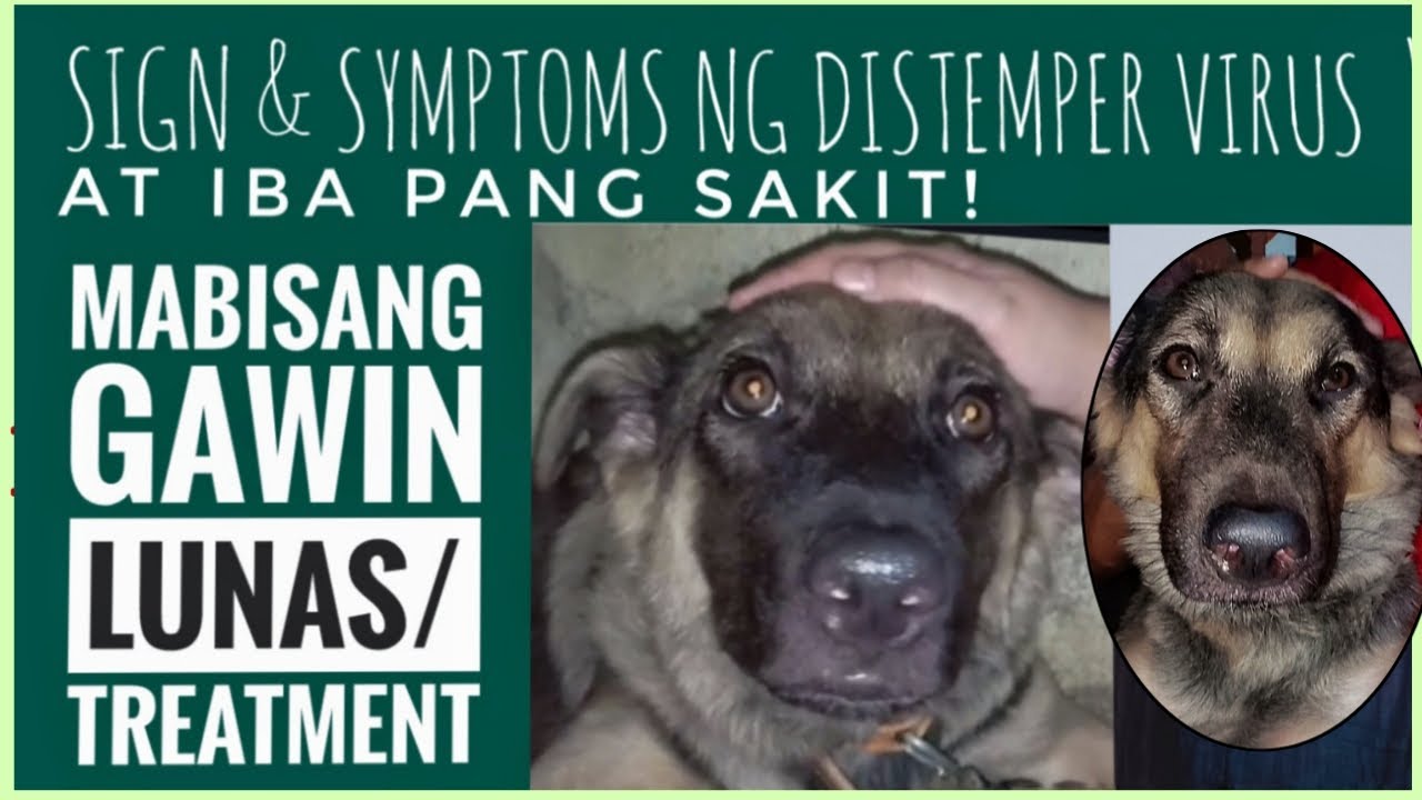 Putar video CANINE DISTEMPER VIRUS - AT IBA PANG SAKIT NG ASO! MABISANG GAMOT SA ASO/TUTA NA MAY SAKIT | SESE TV sekarang CANINE DISTEMPER VIRUS - AT IBA PANG SAKIT NG ASO! MABISANG GAMOT SA ASO/TUTA NA MAY SAKIT | SESE TV