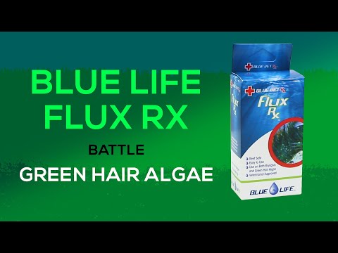 Fluconazole for Green Hair Algae & Bryopsis: How To Treat Your Tank with Flux Rx from Blue Life USA