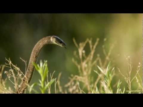 A Snake Lies In The Grass - The Garden (Michael McLean)