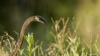 A Snake Lies In The Grass - The Garden (Michael McLean)