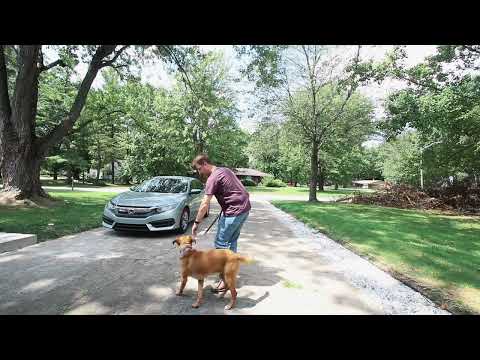 Tristan Gibson Dog Training video.