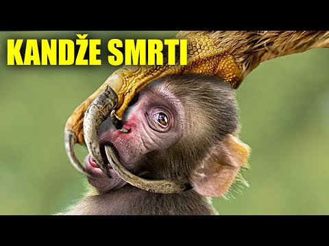 Čak Se i Orlovi Plaše Ove Smrtonosne Ptice