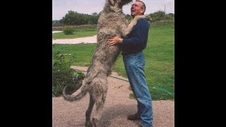 La Fiera de Pabayo Lyrics English Translation