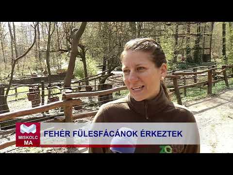 Videó előnézet